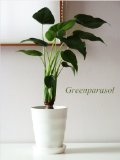 【人気観葉植物】 ハート型の葉が可愛いいクワズイモ 50cm♪Greenparasolクワズイモは「出世芋」、などと呼ばれ、開店祝いの贈り物として選ばれることも多い観葉植物です。【誕生日プレゼント  お祝い】