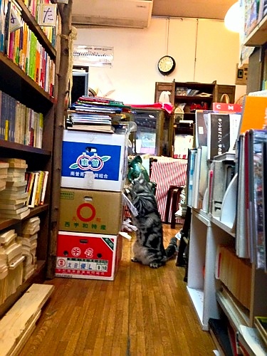 古本屋「東京くりから堂」
