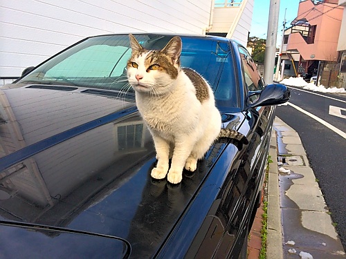 ネコが住んでいる家