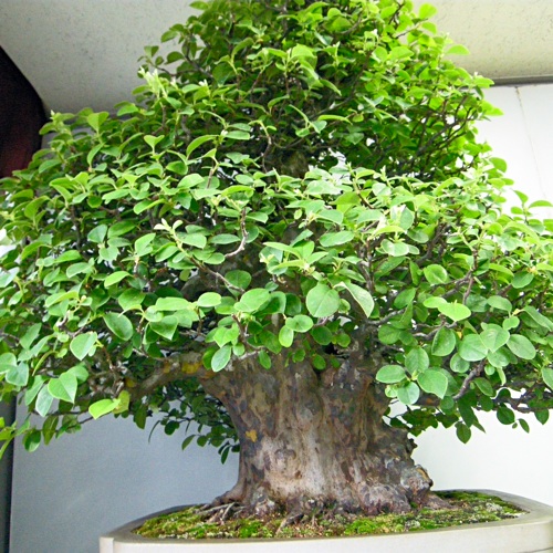 140517bonsai