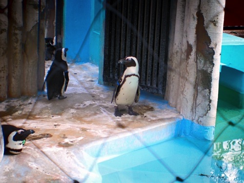 ペンギン