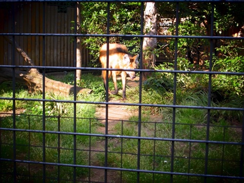 オオカミ