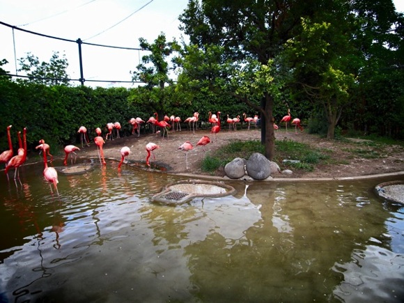 flamingo