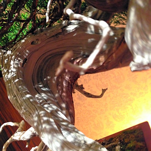 Bonsai 1