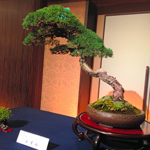 Bonsai 5