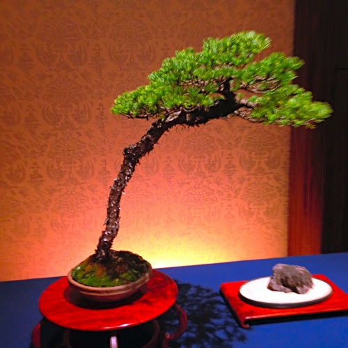 Bonsai 6