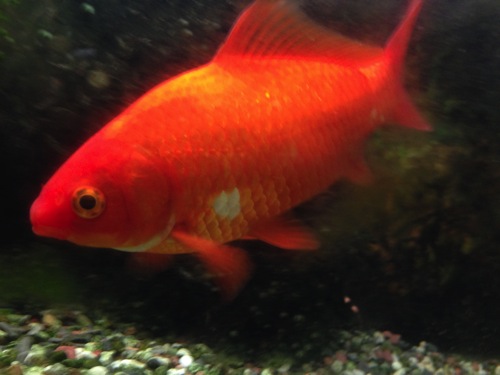 金魚