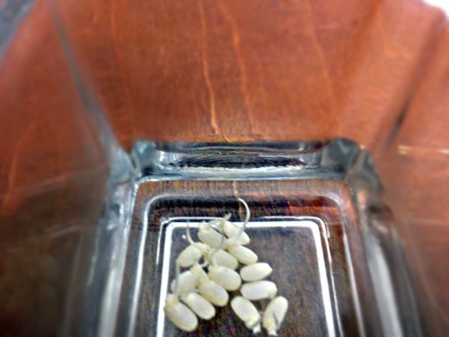 発芽玄米