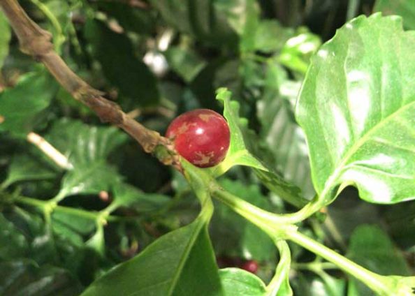 実をつけたコスタリカ産のコーヒーの木