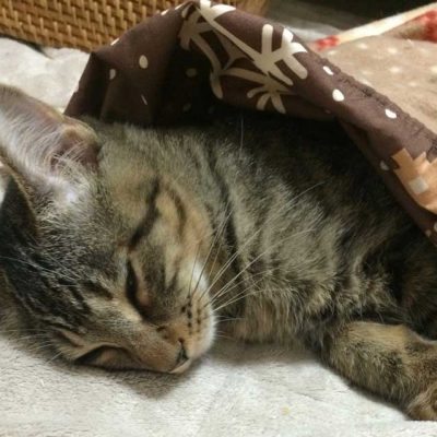 猫は全身長袖