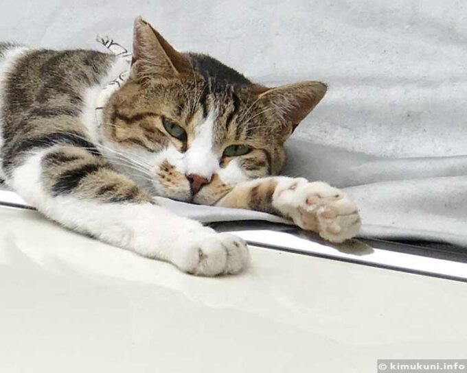 肉球をチラ見せするデンちゃん