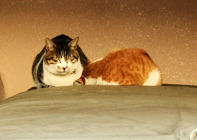 ネコのおなかに頭を入れる老ネコ夫婦