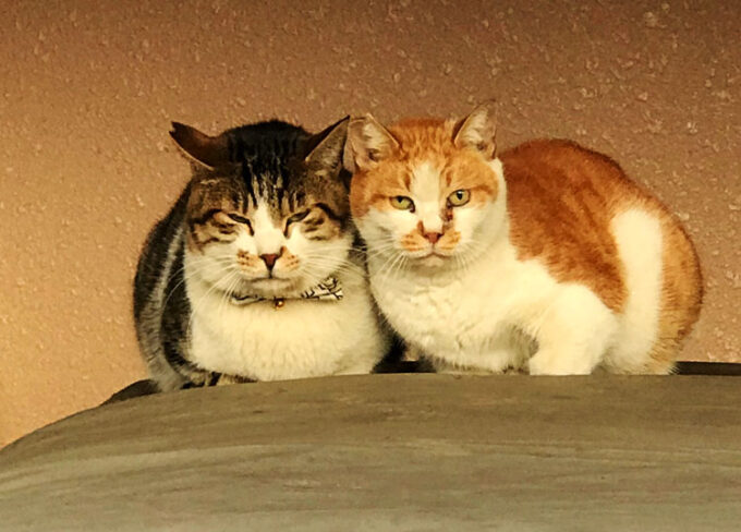 ネコの夫婦