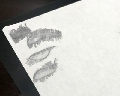 ゾウリムシのような型をとる